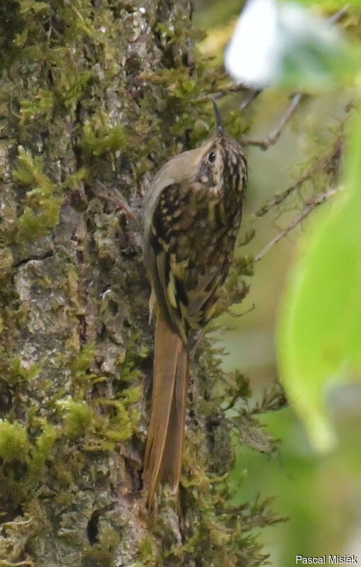 Sikkim Treecreeperadult, identification