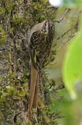 Sikkim Treecreeper