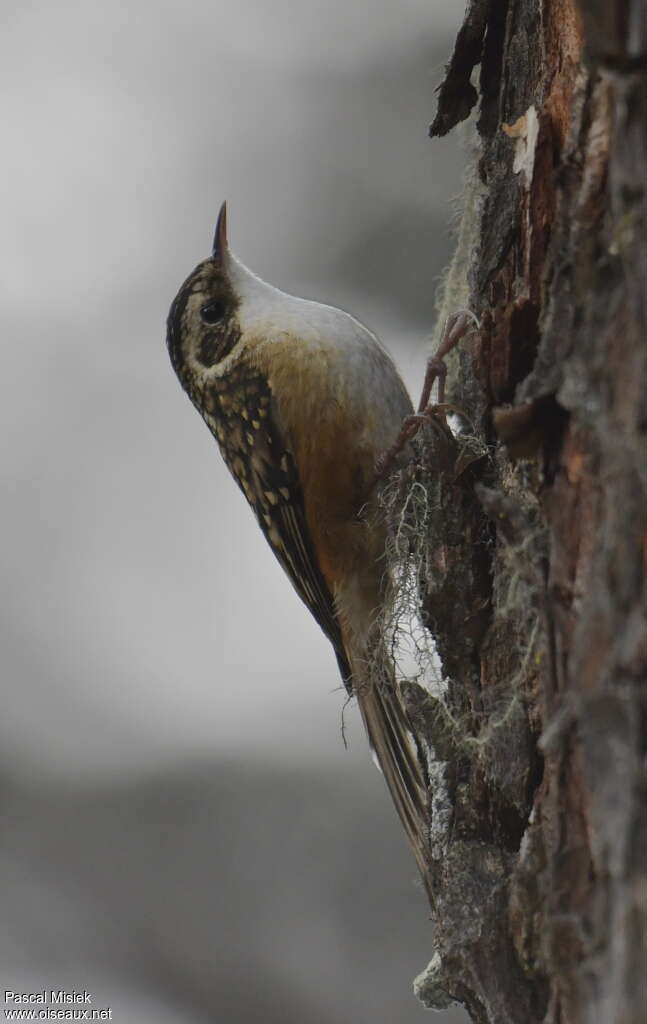 Rusty-flanked Treecreeper, identification