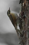 Rusty-flanked Treecreeper