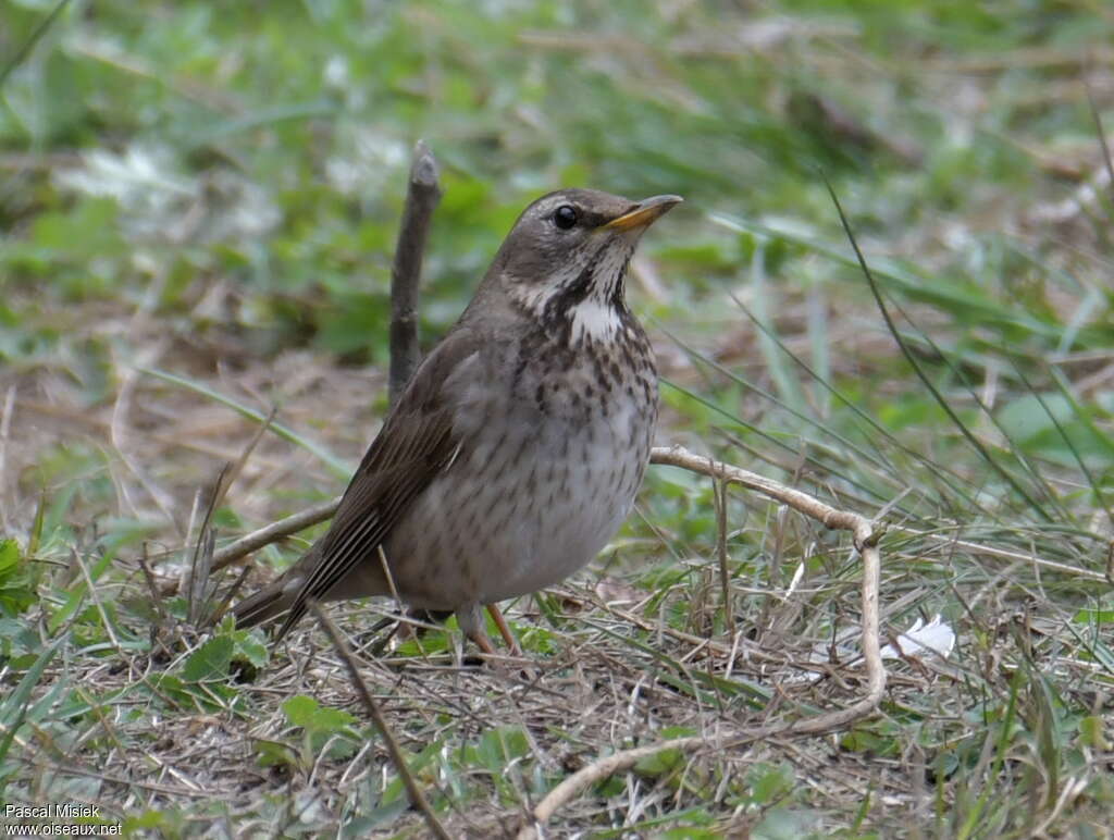 Black-throated Thrush female adult, identification, Behaviour