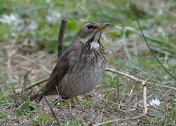 Black-throated Thrush