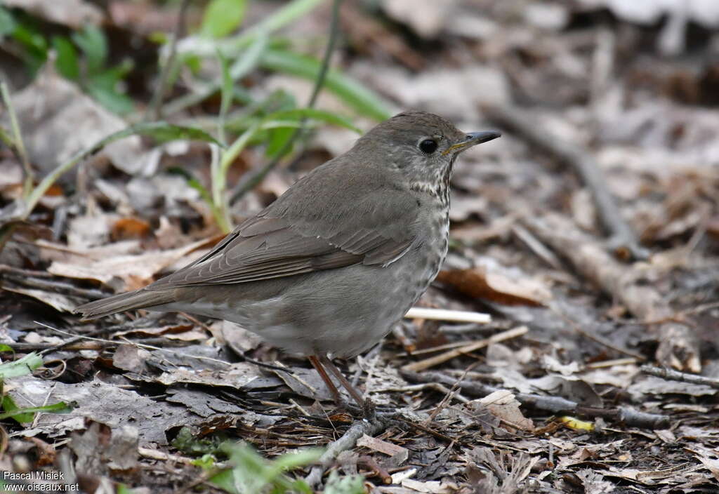 Grey-cheeked Thrush, habitat, pigmentation