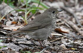 Grey-cheeked Thrush