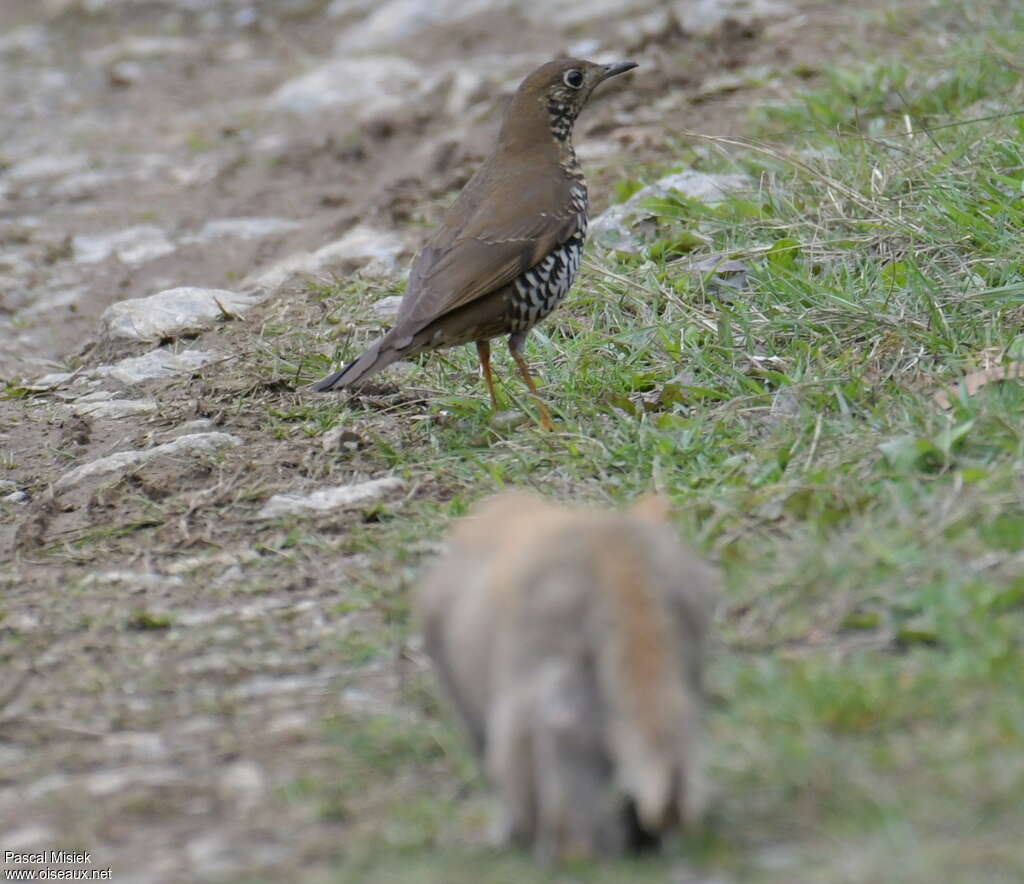 Alpine Thrush, habitat, Behaviour