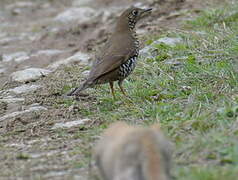 Alpine Thrush