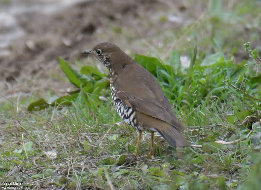 Alpine Thrush, habitat, fishing/hunting