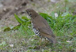 Alpine Thrush