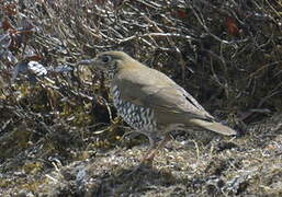 Alpine Thrush