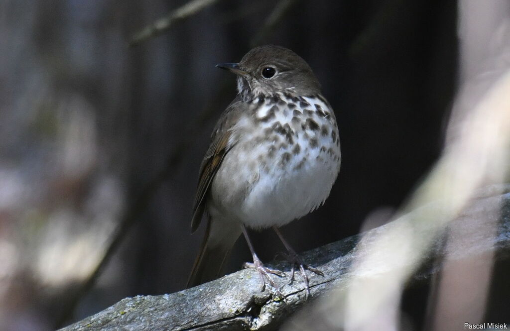 Hermit Thrush