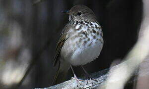 Hermit Thrush