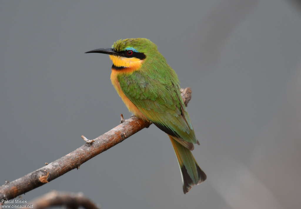 Guêpier nainadulte, identification