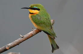 Little Bee-eater