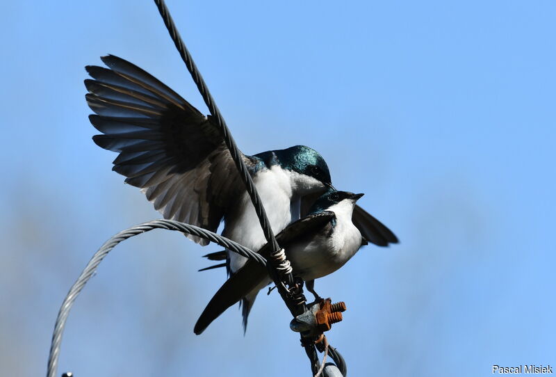 Tree Swallow, mating.