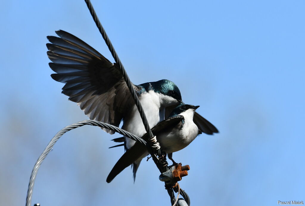 Hirondelle bicolore, accouplement.