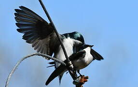 Tree Swallow