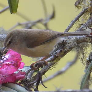 Brown-flanked Bush Warbler, Animal Database