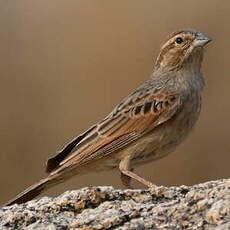 Bruant des rochers