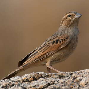 Bruant des rochers