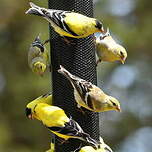 Chardonneret jaune