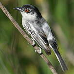 Cubla boule-de-neige
