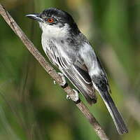 Cubla boule-de-neige