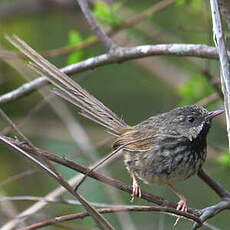 Prinia à gorge noire