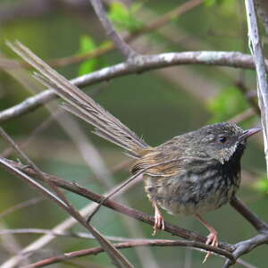 Prinia à gorge noire