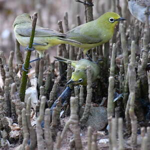 Zostérops à ventre jaune