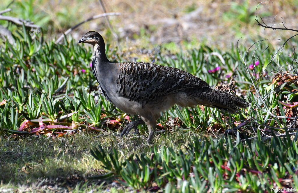 Malleefowl