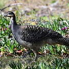 Léipoa ocellé