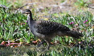 Malleefowl