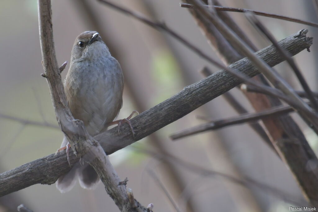 Russet Bush Warbler