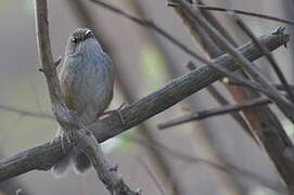 Russet Bush Warbler