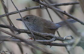 Russet Bush Warbler