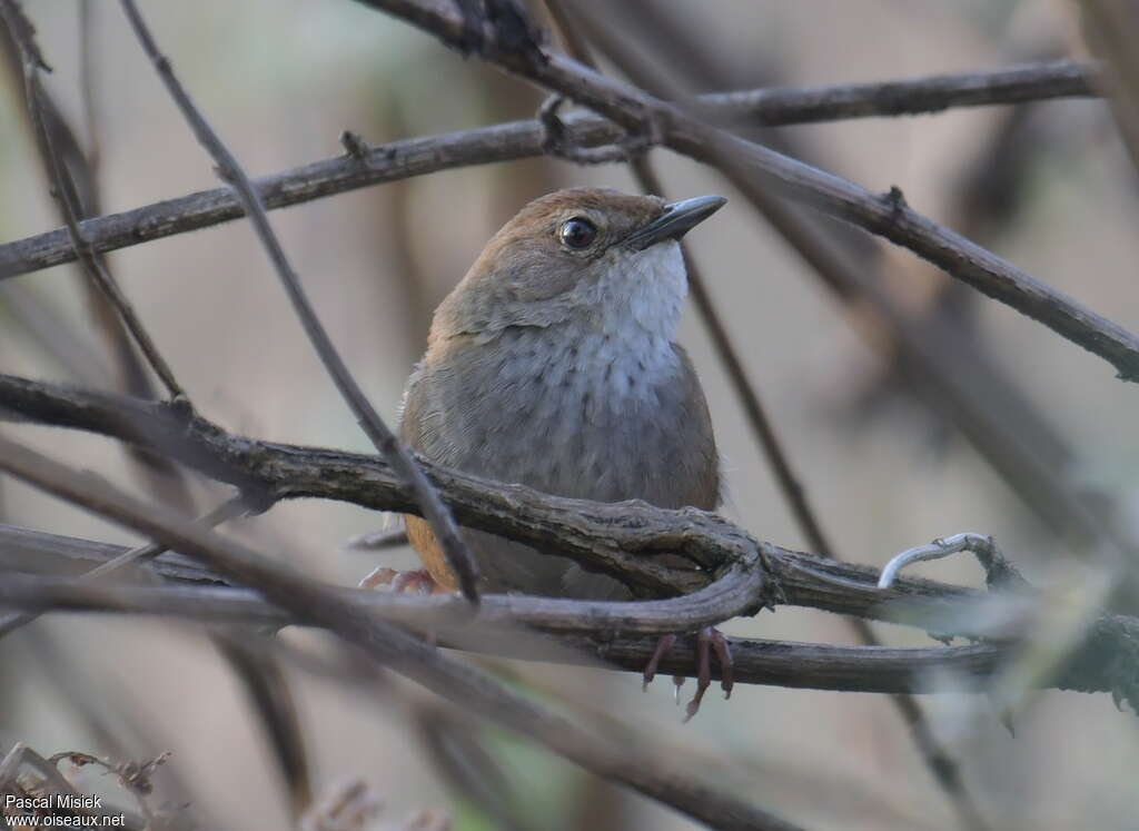 Russet Bush Warbler, close-up portrait