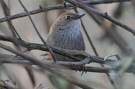 Russet Bush Warbler