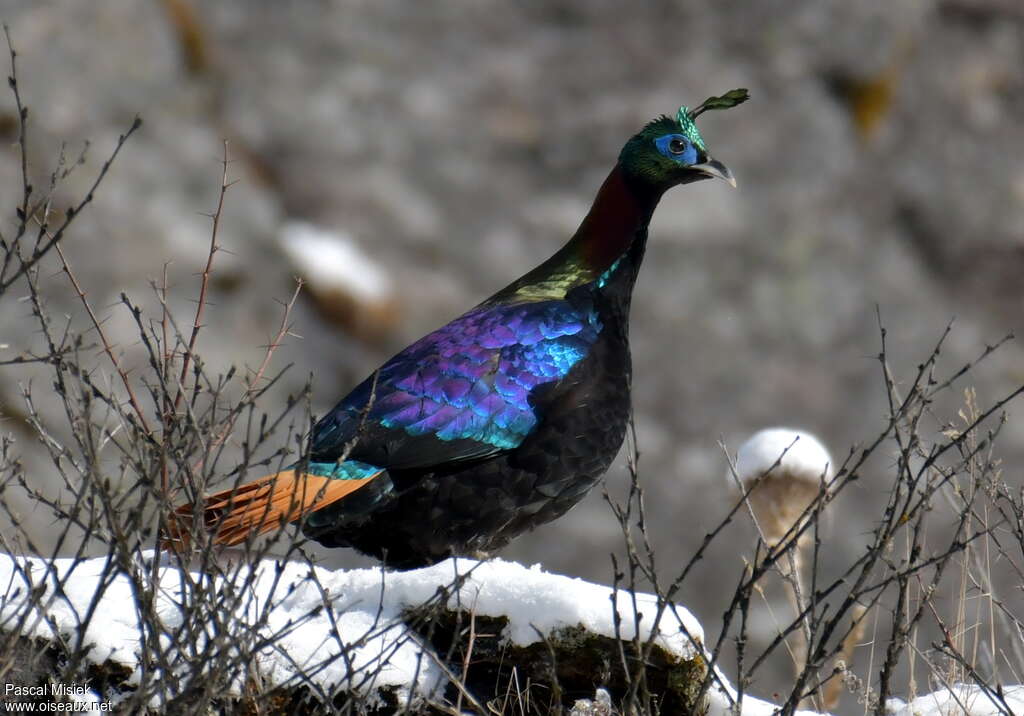 Himalayan Monal male adult breeding, identification