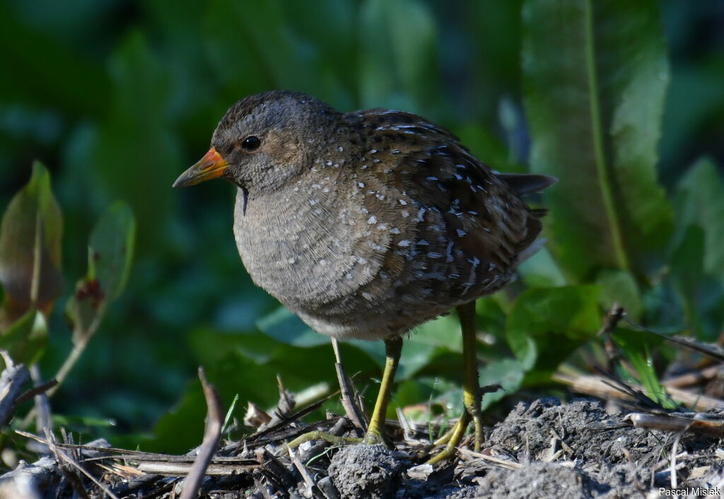 Spotted Crake