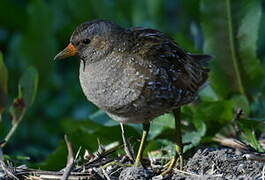 Spotted Crake