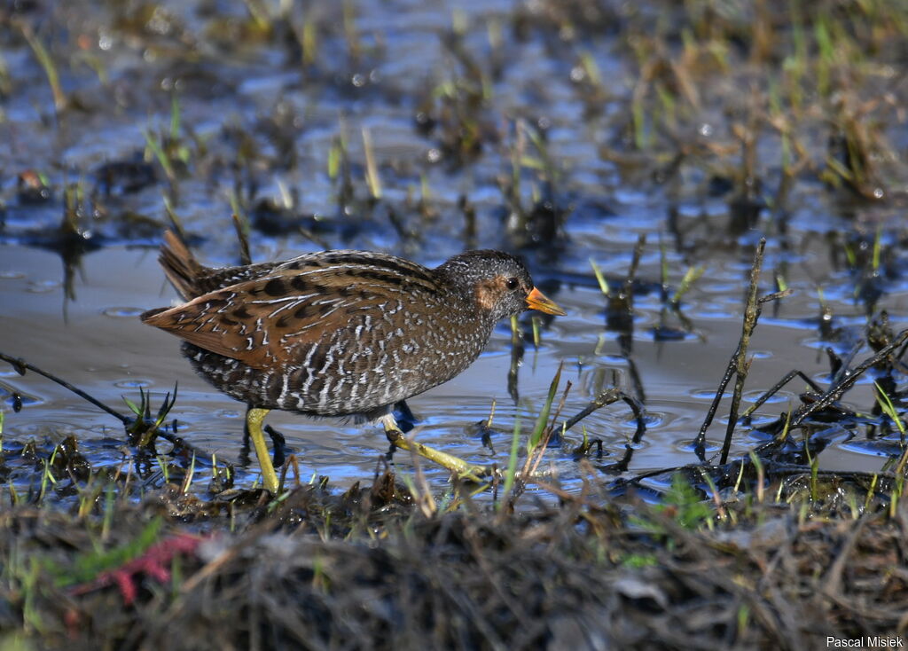 Spotted Crake