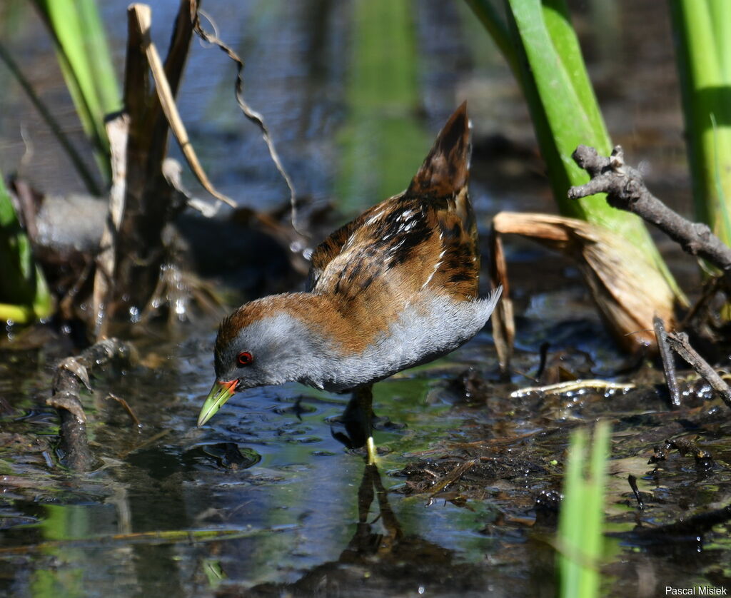 Little Crake