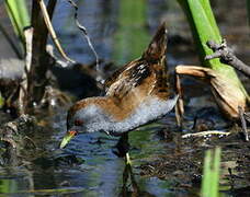 Little Crake