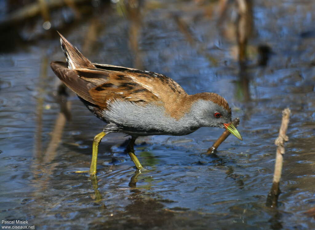 Marouette poussin mâle adulte nuptial, habitat, marche