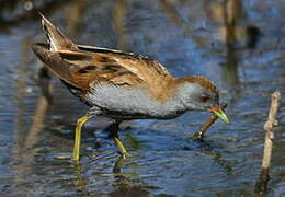 Little Crake