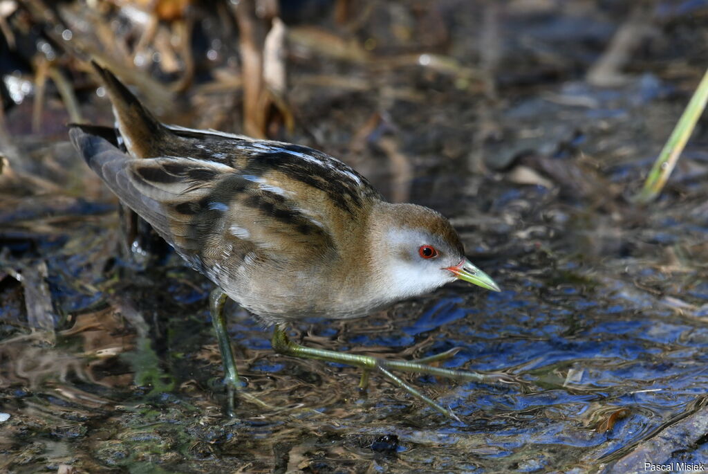 Little Crake female adult, close-up portrait