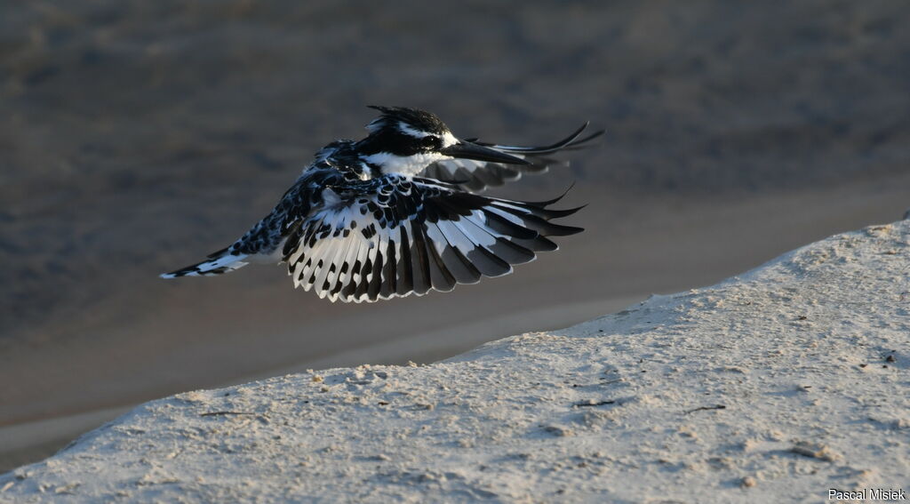 Pied Kingfisher