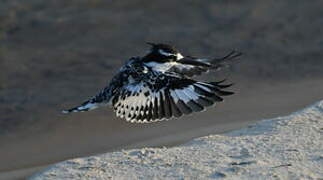 Pied Kingfisher