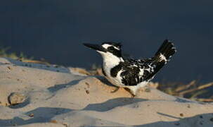 Pied Kingfisher