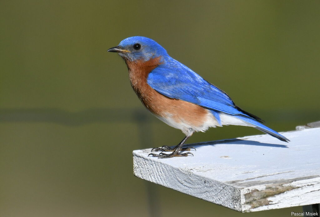 Eastern Bluebird